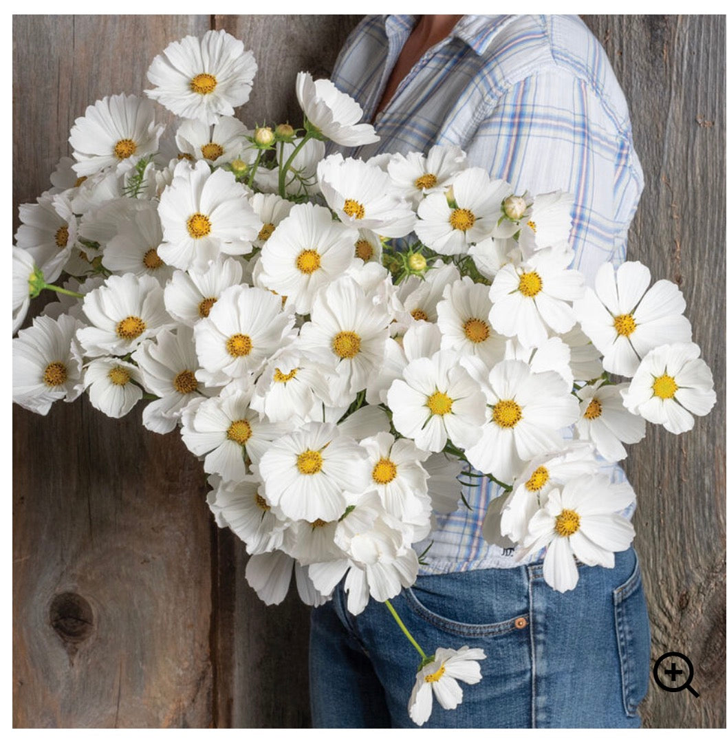 Cosmos - Afternoon White