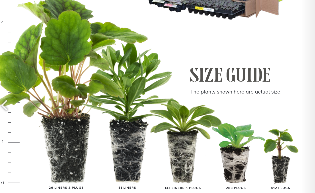 Godetia Grace Shell Pink