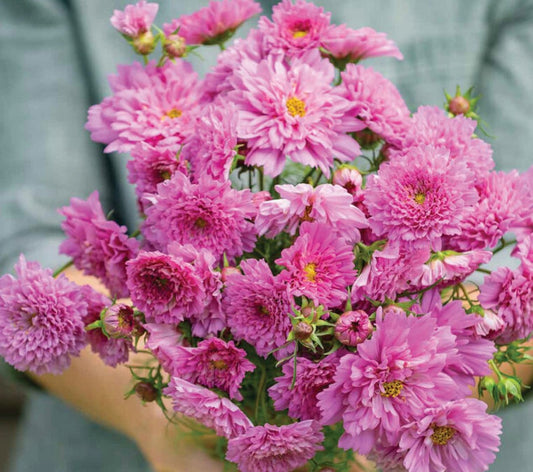 Cosmos -  Double Click Rose Bon Bon