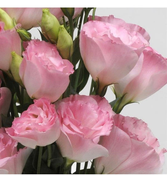Lisianthus-ABC: Misty Pink, OR - Rose, OR- White, OR-Blue Rim