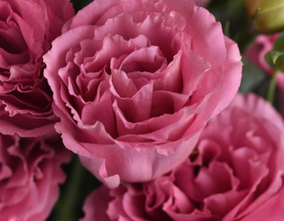 Lisianthus-ABC: Misty Pink, OR - Rose, OR- White, OR-Blue Rim