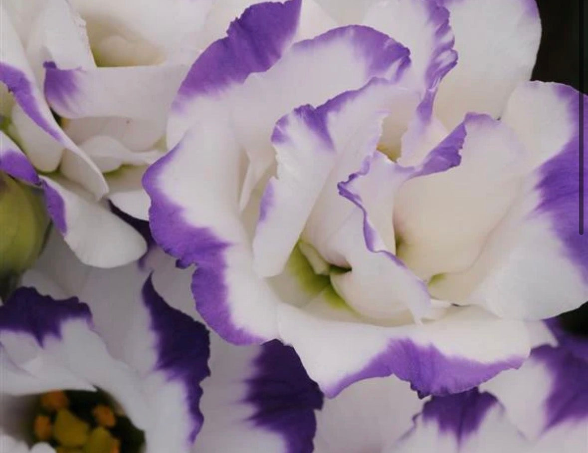 Lisianthus-ABC: Misty Pink, OR - Rose, OR- White, OR-Blue Rim