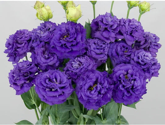 Lisianthus- Celeb: Navy, OR - Apricot