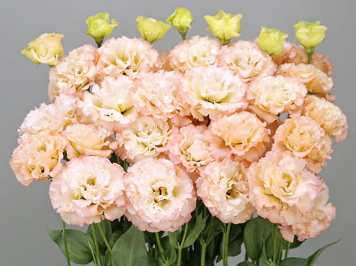 Lisianthus- Celeb: Navy, OR - Apricot