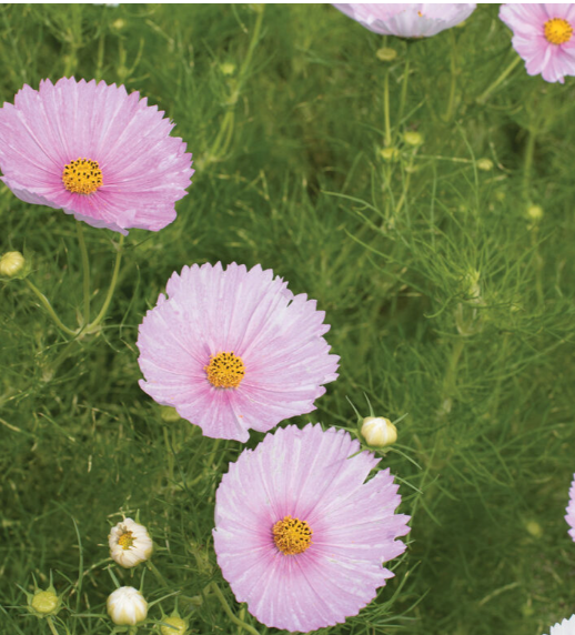 Cosmos - Cup Cake Blush