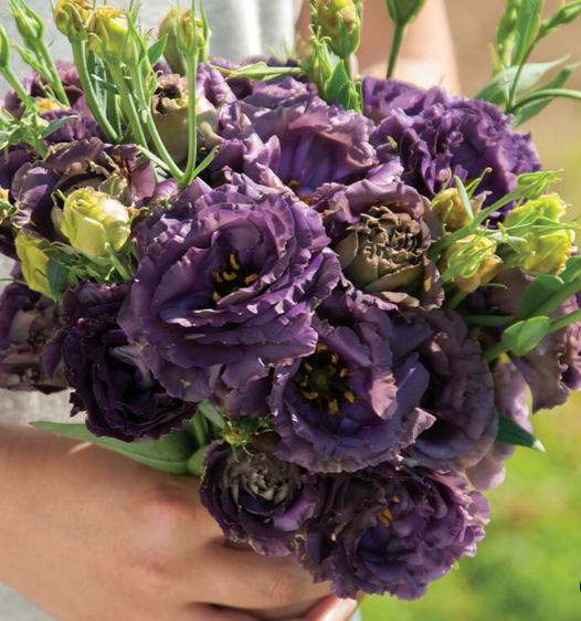 Lisianthus-Rosanne: Black Pearl, or Terracotta