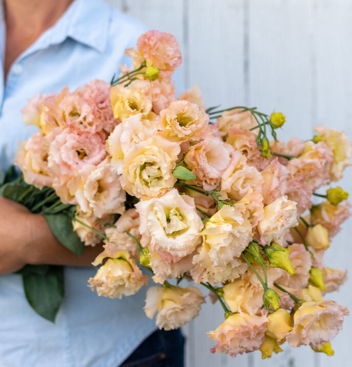 Lisianthus-Voyage Champagne